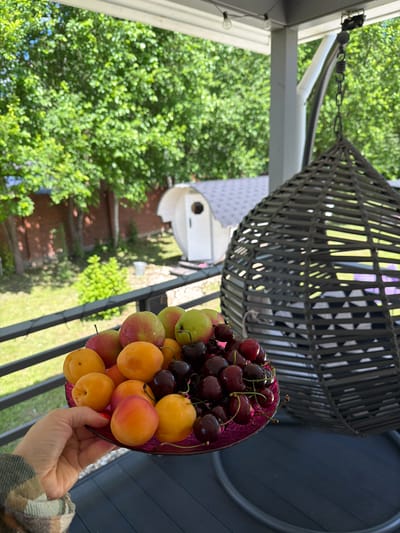 The image depicts a close-up of a person's hand holding a pink glass plate filled with fresh fruits, including apricots, apples, and cherries. The fruits are wet, suggesting they have been recently washed or are dewy. The plate is positioned on a dark-colored outdoor surface, possibly a deck or patio, with a black railing in the foreground. In the background, a grey woven hanging chair is visible, partially obscuring a view of a backyard area. The backyard features lush green trees, a brick wall, a small white barrel-shaped structure, and more greenery. The overall setting suggests an outdoor recreational space, likely a porch or balcony, in a residential area. The specific location in Алешкино Дп, Russia, cannot be confirmed from the visual information alone, as the image does not contain any identifiable landmarks or signs that would pinpoint the exact location within the city.