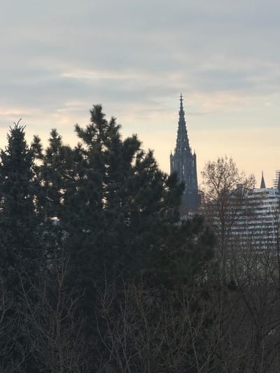 The image displays an urban landscape viewed from an elevated perspective, likely within Neu-Ulm, Germany, looking across the Danube towards Ulm. The prominent feature is the Ulm Minster, a towering, dark grey gothic spire with intricate architectural details, positioned in the mid-ground. It is partially obscured by a dense foreground of trees. To the right of the Minster, a large, multi-story building with distinct horizontal white banding is visible, topped by a smaller spire. The foreground is dominated by a mix of foliage: dark green coniferous trees are prominent on the left and center, while bare deciduous trees with visible branches populate the lower right and center. The sky is uniformly overcast, appearing light grey-blue, with a subtle transition to a pale yellow-orange tint along the horizon line behind the structures. No individuals or specific activities are discernible within the frame.