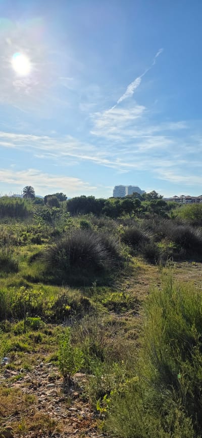 The image shows a landscape in Canet d'en Berenguer, Spain. The scene is comprised of natural vegetation in the foreground, including various bushes and grasses. The terrain appears uneven with brown, dried vegetation at the base. In the mid-ground, there are trees partially obscuring buildings. The sky above is blue with white clouds and a contrail. The sun is visible in the lower left corner.