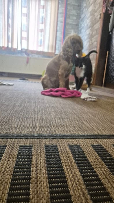 This image depicts an indoor scene in Melle, Belgium. A light brown canine, consistent with a Cocker Spaniel, sits centrally on a woven carpet. To its right, a bicolored black and white feline stands, with its head positioned near the dog's neck or lower jaw. A crumpled magenta-colored textile object rests on the carpet between the dog's front legs. A small, irregular white object is situated on the carpet to the right of the dog, near the cat's front paws. The carpet features a predominantly brownish-grey hue with prominent parallel dark grey striped patterns and a dark grey horizontal border visible in the foreground. In the background, a window is visible on the left, covered by translucent, light-colored curtains, with a plain light-toned wall section below it. To the right, a wall with a grey brick-like pattern is visible, adjacent to a dark, vertical structure, possibly furniture. Ambient lighting suggests illumination primarily from the window.