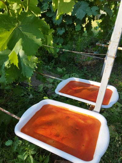 Two white rectangular trays filled with a reddish-orange liquid are displayed outdoors under a leafy green vine. The trays are elevated by a white metal structure. The background consists of lush green foliage and grass, suggesting a natural or garden setting. The scene appears to be illuminated by natural sunlight. The location is identified as Lozova, Ukraine.