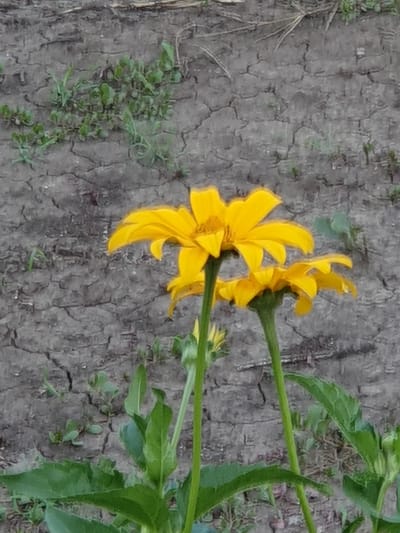 This is a close-up photograph of three yellow flowers in front of cracked, dry earth. The flowers appear to be some variety of daisy or sunflower, with bright yellow petals and darker centers. Two of the flowers are in focus in the foreground, with their stems and green leaves visible. The third flower is partially obscured by the other two and is also in focus. The background consists of dry, gray soil with visible cracks and some sparse green vegetation growing. The image appears to be taken outdoors, likely in a natural setting or garden. The overall impression is one of vibrant life contrasted with arid conditions. The location is identified as Novoivanivka, Ukraine.