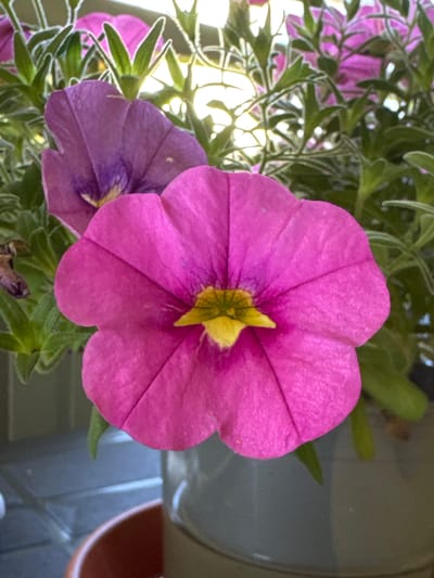 The image shows a close-up of two bright pink petunias in bloom. The foreground flower is a vibrant fuchsia with a bright yellow center. Its petals are wide and slightly ruffled, with distinct veins running from the center to the edges. Behind it, a second, slightly darker purple petunia is visible, also in bloom. The flowers are surrounded by lush green foliage, with some of the leaves appearing to have a frosted edge. The background is softly blurred, showing hints of sunlight filtering through the leaves, suggesting an outdoor setting. A portion of a grey planter and the edge of a terracotta pot are visible at the bottom of the frame. There are no people or animals present in the image. The scene appears to be a garden or balcony setting, likely in Valby, Norway.
