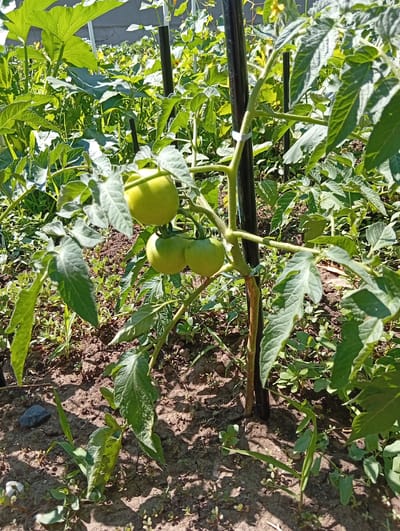 An outdoor medium shot captures a tomato plant in a garden, with four green tomatoes visible. The plant is supported by a dark vertical stake and is surrounded by other lush green foliage and brown soil. The sunlight casts shadows on the ground, suggesting it is daytime. The background shows more plants and a hint of a gray wall. The scene is located in the city of Tomai, Moldova.
