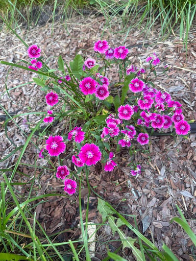 A cluster of vibrant pink dianthus flowers are in full bloom, arranged in a top-down shot. The flowers are detailed with fringed petals and white centers, their colors ranging from a deep magenta to a lighter pink. They are interspersed with green foliage, some of which is out of focus in the foreground and background, creating a natural and slightly blurred backdrop. The ground beneath the flowers is covered with mulch, composed of various shades of brown bark chips. The scene is likely outdoors, bathed in natural light, suggesting a daytime setting. The overall mood is serene and picturesque, highlighting the beauty of the flowers in their garden setting. No people are visible in the image. No text is present.