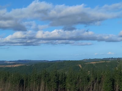The image displays a panoramic landscape photograph taken in Santa Juana, Chile, primarily featuring an expansive vista of rolling hills under a partly cloudy sky. The foreground is densely populated with numerous evergreen trees, likely part of a commercial plantation, with many slender trunks visible; some trees in the immediate bottom section appear sparse or recently disturbed. The midground and background consist of successive layers of undulating hills, almost entirely covered by similar evergreen forests. Distinct patches of lighter, exposed earth or recently cleared land are visible on several distant hilltops and slopes, indicative of ongoing forestry operations or past deforestation. The sky occupies the upper portion of the frame, a clear bright blue partially covered by scattered white and grey cumulus clouds. No individuals, animals, or specific actions are discernibly present within the scene.