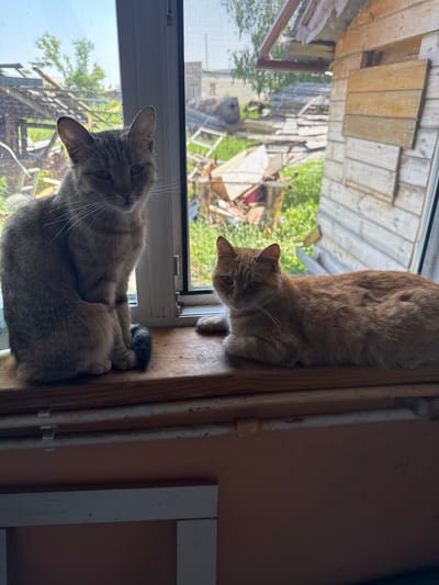 Two cats are perched on a wooden windowsill. The cat on the left is a tabby with grey and brown fur, sitting upright and facing the camera. The cat on the right is ginger, lying down and facing slightly to the left. Behind them, through a window with a screen, there is an outdoor scene. This includes some wooden structures, greenery, and piles of what appear to be building materials, suggesting a rural or semi-rural setting. The background suggests a bright, sunny day. The image is captured from a slightly low angle. The scene is not definitively identifiable as being in Ozerki, Russia, as there are no specific landmarks or contextual clues to confirm the location.