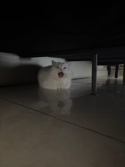 A fluffy white cat with light grey markings is pictured yawning widely under a dark piece of furniture. The cat is positioned centrally in the frame, with its mouth open to reveal its pink tongue and teeth. The floor beneath the cat is tiled and reflective, showing a faint shadow of the animal. The environment is dimly lit, with shadows cast by the furniture and a hint of a wall or padded surface in the background. The scene is devoid of human presence and any specific urban context.