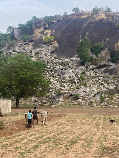 The image shows a rocky hillside in Gambar, Nigeria, with vegetation scattered among the rocks. At the bottom of the hill, there is a field of dry vegetation where two people are leading oxen. A black dog is visible in the upper right corner of the field. A tree is present in the lower center of the image near a concrete structure.