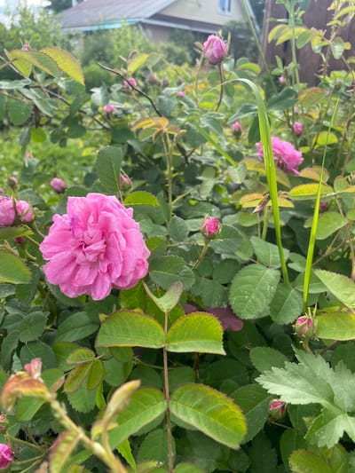 A cluster of pink roses and their buds is the primary subject of this photograph, set against a backdrop of lush green foliage. The roses, some fully bloomed with intricate petals and others still in bud, exhibit various shades of pink. The leaves of the rose bushes are predominantly green, with some showing reddish tips. The environment appears to be a garden or yard, with a glimpse of a building with a brown roof and a white facade visible in the upper background, suggesting a residential area. The overall scene is one of natural beauty, with the roses taking center stage amidst the greenery. The photograph does not show any people or animals.