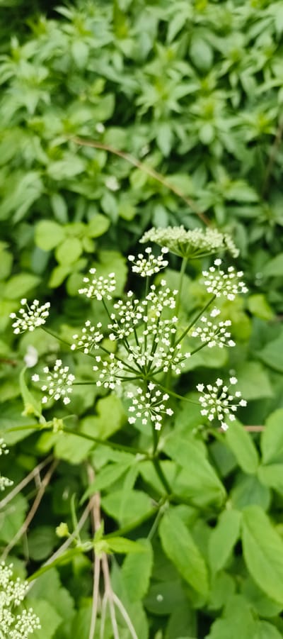 The media file depicts a close-up, eye-level shot of wild Queen Anne's Lace flowers in bloom. The flowers are clustered in delicate, white umbels, some fully open and others in bud. They are set against a blurred background of lush green foliage, suggesting a natural, outdoor setting. The lighting appears to be natural daylight, possibly overcast, given the soft illumination and lack of harsh shadows. The focus is sharp on the flowers, highlighting their intricate structure and feathery appearance. The scene conveys a sense of nature's delicate beauty and the quiet growth of plants. There is no text visible in the media file. The context provided indicates the location as Primorye, Russia, which is consistent with the wild flora depicted. The activity taking place is simply the natural blooming of these plants.