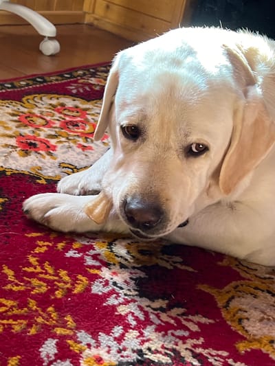 The image shows a close-up of a light-colored Labrador retriever lying on a red and yellow patterned rug. The dog has its paws crossed and is holding a light-colored bone or chew toy in its mouth. The background shows a wooden floor and part of a white office chair with wheels. The lighting suggests an indoor setting. The location in the city of Трасна Снт, Russia is not determinable from the image.