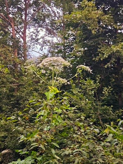 The image depicts a dense forest landscape with lush green foliage dominating the scene. A tall, white-flowered plant, likely Hogweed, stands prominently in the foreground, its umbrella-shaped inflorescence reaching upwards. The plant's stem is thick and green, with leaves branching out. Surrounding the central plant are numerous trees with varying shades of green leaves, some appearing darker and more mature, while others are lighter and more vibrant. The sky is partially visible through the canopy, appearing overcast or hazy. The overall impression is one of a natural, untamed environment. There are no people or animals visible in the image. The location of Arbuzovo, Russia is not discernible from the image itself.