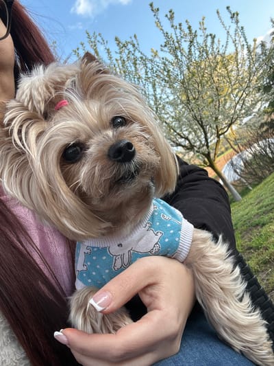 A brown-haired person is holding a small, tan-colored dog wearing a blue and white patterned sweater. The background is blurred, showing a tree with budding leaves against a blue sky with some clouds. The location appears to be outdoors in daylight, possibly a park or garden.