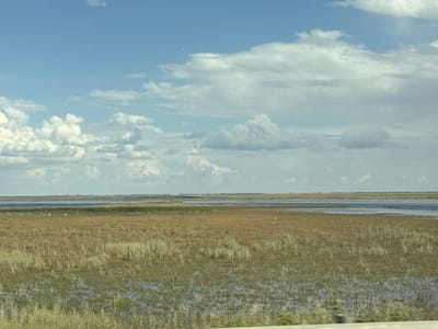 The image depicts a wide, flat landscape under a partly cloudy sky. The foreground is a marshy area with tall, dry grasses and scattered pools of water reflecting the sky. In the middle ground, there is a expanse of similar vegetation, with some areas appearing greener and wetter than others. A line of birds, likely wading birds, can be seen scattered across this area. Further in the background, a body of water stretches to the horizon, with distant, low-lying land visible on the far side. The sky is a pale blue, with scattered white cumulus clouds, some of which are quite large and puffy. The overall impression is one of a natural, undeveloped wetland environment. The time of day appears to be daytime, likely late morning or afternoon, given the brightness of the sky and the shadows. The weather seems fair, with a mix of sun and clouds. There are no people or man-made objects prominently visible in the scene, emphasizing the natural setting. No text is visible in the image.
