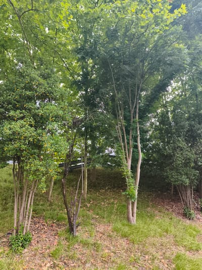 This is a vertical, eye-level, medium shot of a lush, green forest with a variety of trees and vegetation. The foreground features a grassy slope with fallen leaves scattered across it. Several slender trees with light-colored bark are clustered together on the left side of the frame, with a few small yellow leaves visible on their branches. To the right of these, a dead, dark-barked sapling stands alone. Further back, taller trees with dense green foliage dominate the scene, with a glimpse of a dark-colored railing or barrier visible between some of the trees in the midground. The overall impression is one of a natural, somewhat overgrown woodland environment. The location is identified as Andoain, Spain, suggesting an outdoor, potentially park-like or forested area within the city.