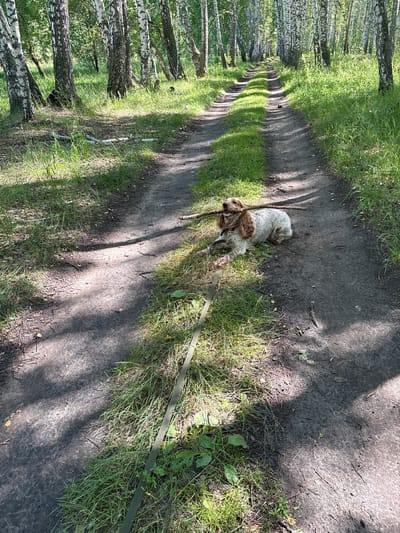A medium-sized, light-colored dog with brown markings is lying on a dirt path in a forest. The dog has a stick in its mouth and appears to be resting. A green leash is visible, extending from the dog towards the bottom right of the frame. The path is lined with green grass and tall birch trees. The sunlight casts shadows across the path and the surrounding vegetation. The location is a forest road in the vicinity of Dubrovino, Russia.