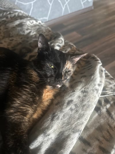 The image shows a tortoiseshell cat lying on its back on a patterned surface. The cat has green eyes and its fur is a mix of black, orange, and brown. Sunlight is streaming in from the left, creating shadows and highlights on the cat and its surroundings. The background appears to be a window with vertical blinds or wooden panels, and some sort of patterned fabric. The scene evokes a sense of relaxation and comfort, with the cat appearing to be at ease. The lighting suggests it is daytime, possibly morning or afternoon, given the angle of the sun. The location context of Yoksolovo, Russia, does not provide any direct visual cues in the image. There is no visible text in the image.