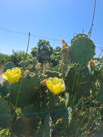 A close-up, low-angle, outdoor shot depicts a prickly pear cactus in Granja De Rocamora, Spain, against a clear blue sky. Two vibrant yellow flowers bloom prominently on the left side of the cactus pads, while several dried, orange-brown flowers or buds are visible on other pads. The cactus pads are large, flat, and green, covered in numerous sharp yellow spines. Thin, green stems, possibly horsetail, grow in front of and around the cactus. In the background, lush green trees form a dense line, and thin power lines stretch across the upper portion of the frame. A faint rainbow-like glare is visible in the lower right portion of the image.