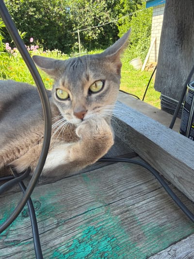A domestic shorthair cat with grey tabby markings and large green eyes is lying on a weathered wooden surface in an outdoor setting. The cat is looking directly at the camera with its left paw resting on its chin, giving it a contemplative or curious expression. In the background, lush green foliage and pink flowers are visible, suggesting a garden or natural environment. The wooden surface appears to be part of an outdoor structure, possibly a table or bench, with dark electrical cables draped across it. A portion of a tin can with Russian text is also visible on the right side of the frame, and a brick building can be seen in the distance. The scene is well-lit by natural sunlight.