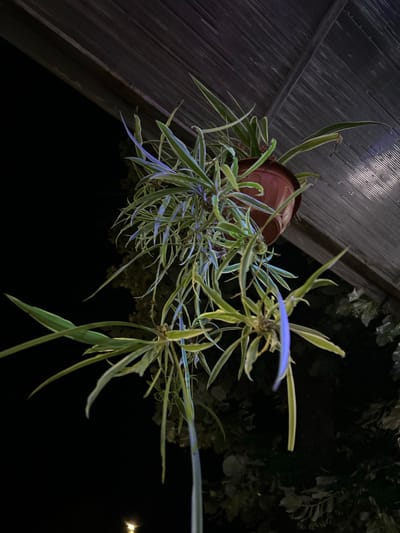 A spider plant, Chlorophytum comosum, hangs in a terracotta pot from a dark, slatted structure overhead. The plant has long, arching leaves with variegated green and white stripes. Several plantlets, or "pups," dangle from the main plant, some with long stems. The background is dark, suggesting nighttime, with the blurry outline of foliage and a faint light source visible at the bottom of the frame. The location is described as Voivoda, Bulgaria, though there is no visual information in the image to confirm this specific location.