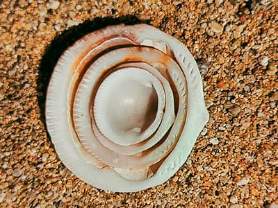 A close-up, high-angle shot reveals a disc-shaped, likely marine shell fragment, or operculum, resting on a bed of small pebbles and sand. The shell, predominantly off-white or cream, exhibits a distinct concentric, layered pattern, forming a series of raised, circular ridges that spiral towards a slightly sunken center. Irregular patches of reddish-orange or brownish discoloration are visible along the edges of these layers and on parts of the surface, suggesting natural pigmentation or mineral staining.
The shell is positioned on granular ground composed of numerous small, irregularly shaped pebbles and fine sand, varying in shades of brown, orange, and beige. The lighting indicates daytime, with a sharp shadow cast by the shell onto the granular surface, suggesting a light source from the upper left. No activity is taking place; the image is a static portrayal of the object. No text is visible. Given the location context of Vilafranca del Penedès, Spain (an inland area), the marine shell is likely a collected item placed upon this gravelly or sandy patch.