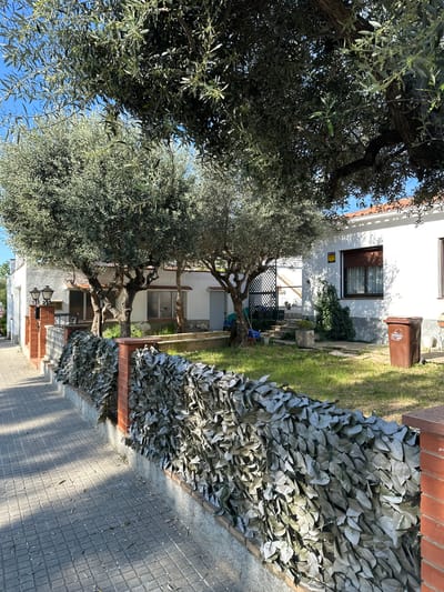 This image depicts an outdoor residential scene, likely a garden or front yard, illuminated by bright sunlight under a clear blue sky. The main subjects are a large, mature olive tree dominating the left side of the frame, and a white, two-story house in the background.
The olive tree features gnarled trunks and dense foliage with characteristic silvery-green leaves, some branches bearing small flowers or buds, suggesting a spring or early summer season. Shadows from the tree are cast across the ground and parts of the house.
To the right of the olive tree, a white house with multiple windows is visible. One window has brown blinds or shutters. Below a window, there's a small yellow sign with unreadable text. A brown trash bin with "OQUENDO" visible on its side, along with a logo, stands near the house on a patch of grass. A climbing plant grows against the house wall. A wooden trellis fence can be seen near the base of the house.
Further to the right, a privacy screen or decorative wall made of artificial greyish-green leaves runs along a paved walkway or sidewalk. This walkway is constructed from square-patterned pavers and shows distinct shadows. A low brick wall or planter is situated beneath the artificial leaf screen. Two ornamental black lamps are affixed to a brick column near the walkway.
The overall setting suggests a Mediterranean climate, consistent with the provided location context of La Garriga, Spain. There are no people present, and no active events are taking place, creating a tranquil and static view of the outdoor space.