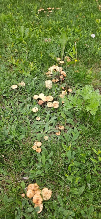 The image shows a patch of green grass with multiple clusters of light brown mushrooms. The mushrooms vary in size and are scattered throughout the grassy area. Some small white and yellow flowers are also visible amongst the grass. The scene appears to be outdoors in a natural setting, possibly a park or a field, with no specific urban features of Рождествено, Russia clearly identifiable. The lighting suggests it is daytime.