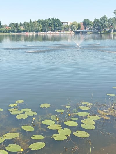 The image shows a lake on a clear, sunny day with a fountain spraying water in the middle distance. The background features a treeline and buildings, suggesting an urban or suburban setting. In the foreground, lily pads and some yellow water lilies are visible in the water. The scene depicts a serene natural environment within a developed area, likely a park or recreational zone in Wasilków, Poland. There are no people or animals directly visible in the frame.