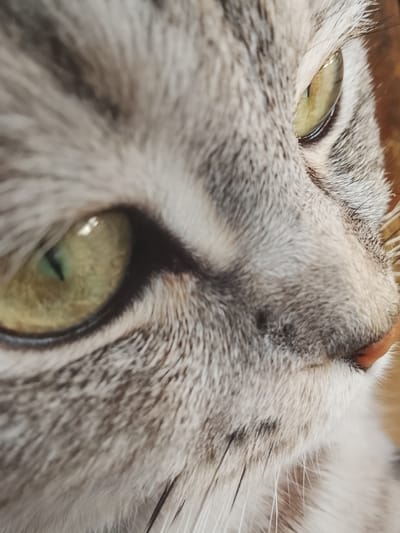 Close-up of a grey tabby cat's face, focusing on the eyes, nose, and fur texture. The cat has yellow-green eyes with black outlines. The nose is pink. The fur is a mix of grey and white. Location not discernible from image.