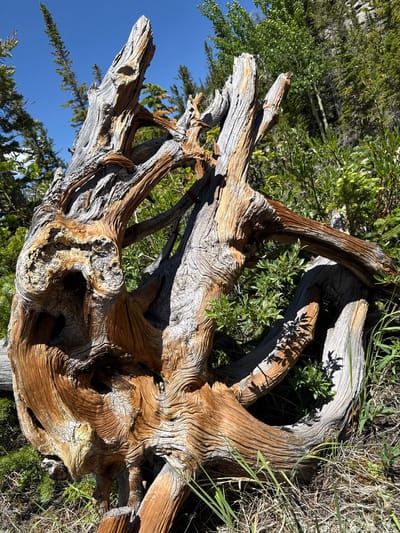 The media file displays a close-up, ground-level view of a gnarled and weathered tree stump, likely a bristlecone pine, set in a natural outdoor environment. The stump is the primary subject, with its intricately twisted and aged wood dominating the frame. The wood exhibits a range of colors, from pale gray and white where it has been weathered, to a rich reddish-brown where it is more intact. Deep cracks, crevices, and hollows are visible within the stump, revealing its age and resilience.

The setting appears to be a mountainous or high-altitude region, with hints of conifer trees and dry grasses in the background and surrounding the stump. The bright blue sky suggests a clear day, and the strong shadows cast by the stump indicate that it is midday. The overall impression is one of solitude and the enduring nature of ancient wood against the backdrop of a natural landscape. There are no people, text, or specific activities depicted, focusing solely on the visual texture and form of the weathered tree stump. The location context is provided as Allenspark, United States.
