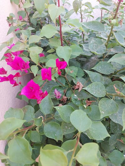 The image shows a close-up of vibrant pink bougainvillea flowers and lush green leaves against a light-colored wall. The plant appears to be growing in an outdoor setting, possibly a garden or courtyard, in Seeb Province, Oman, given the architectural style of the wall which is characteristic of the region. The leaves are broad and heart-shaped, with some showing signs of dust or slight discoloration. The bougainvillea bracts are a vivid magenta, contrasting with the surrounding foliage. The scene is still, with no people or animals visible. The lighting suggests it might be daytime, possibly late afternoon due to the soft illumination.