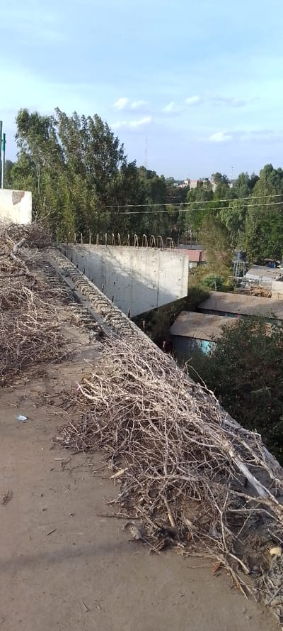 The image captures an outdoor scene from an elevated perspective, likely a rooftop or an unfinished upper level of a building, under bright daylight conditions.

In the immediate foreground, a broad, flat, and somewhat dusty concrete surface extends across the bottom of the frame. A significant portion of this surface, particularly along the right side and extending towards the center, is covered by a large accumulation of dry, brittle, and tangled branches, twigs, and woody debris. These branches are light brown and grey, suggesting they are dead plant material. A small, crumpled piece of white paper or plastic debris is visible on the bare concrete in the bottom-left corner.

Moving towards the midground, a substantial, unpainted concrete structure, possibly a wall or beam of a building under construction, cuts across the scene. This concrete structure is light grey and has a rough, unfinished texture. Along its upper edge, numerous L-shaped metal rebar (reinforcing bars) are visible, protruding vertically and spaced uniformly, indicating that further construction or a concrete pour is planned. To the left of this main concrete section, another, smaller section of a light-colored concrete or stone wall is partially visible.

Below and beyond the concrete structure, a lush, dense canopy of green trees and vegetation fills the landscape, suggesting a lower elevation or a natural area. Tucked amidst these trees in the mid-distance, several modest buildings with corrugated metal roofs are visible, one featuring a light blue wall section. On the right side of the midground, a black water tank elevated on a metal stand can be seen above the trees and roofs. Overhead, thin utility lines or power cables stretch horizontally across the scene.

The background features a clear, light blue sky dotted with scattered, wispy white clouds. More distant trees and structures, including what appears to be a residential or urban area, extend towards the horizon. A tall, slender communication tower, possibly a cell tower or radio mast, is discernible against the sky in the far distance, slightly to the left of the center.

The lighting indicates a bright day, likely mid-morning or late afternoon, as there are visible shadows but not the harsh intensity of direct midday sun. The scene depicts a blend of natural landscape and ongoing human development or construction. No specific activity is clearly depicted, and no text is visible in the image.