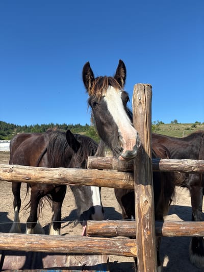 Two horses are standing behind a wooden fence in a rural outdoor setting. The horse in the foreground on the right is dark brown with a white blaze on its face and is looking directly at the camera. The horse on the left is also dark brown and is partially obscured by the fence and the other horse. The fence is made of rough, weathered logs. The ground is dirt and sand. In the background, there is a line of trees on a gentle slope under a clear blue sky. The location is Dabnitsa, Bulgaria.