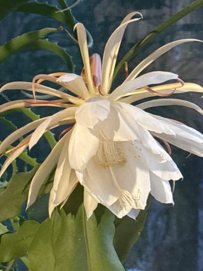 This is a close-up, eye-level photograph of a white epiphyllum flower in full bloom. The flower has many delicate, white petals that are long and slender, with some appearing to be slightly curved. The center of the flower displays prominent stamens, which are creamy yellow and feathery in appearance. Surrounding the flower are its long, green, spiny leaves, characteristic of a cactus. The background is a dark, textured surface, possibly a wall or a shaded area, which creates a strong contrast and helps the white flower stand out. The lighting suggests it is daytime, possibly early morning or late afternoon, given the soft illumination and gentle shadows. The focus is sharp on the flower, with the background softly blurred. There is no visible text, people, or any indication of a specific event. The overall mood is serene and natural, highlighting the beauty and intricate details of the blooming flower. The location context is Voeikovo, Russia.