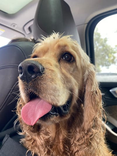 A close-up, tilted shot depicts a golden-haired Cocker Spaniel dog, seemingly inside a vehicle. The dog is positioned on the seat, with its head resting against what appears to be the headrest. The dog's tongue is lolling out, indicating panting or contentment. Its fur is slightly wet, suggesting a recent bath or swim. The interior of the car is visible with window and other seats. The location in the city of Taghazout ⵜⴰⵖⴰⵣⵓⵜ تغازوت, Morocco is not clear from the image.