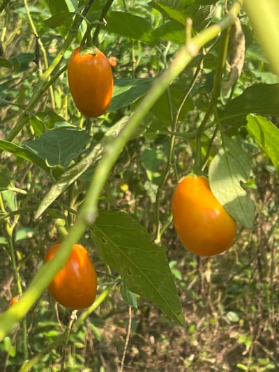 The scene, located in Logba Adzakoe, Ghana, depicts a plant bearing three distinct, ripe, oval-shaped fruits of a bright orange hue. Each fruit is attached to a green stem, partially obscured by various green leaves, some exhibiting minor imperfections. The immediate foreground and midground foliage, including the fruits, are in sharp focus. The background consists of blurred green and brown vegetation, indicating an outdoor, natural environment. No human subjects, animals, or artificial structures are visible within the frame. The lighting suggests natural daylight conditions.