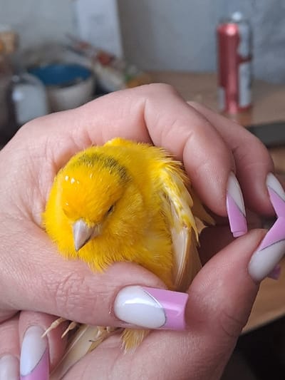 A bright yellow bird is held in a person's hand. The bird appears calm, perhaps sleeping, its beak gently closed. The person's nails are white with a thick diagonal stripe of pink and a silver outline. Their skin is fair. The background is cluttered with blurred objects, including a red tube and containers. The focus is on the bird, highlighting its soft feathers and the careful grip of the hand.