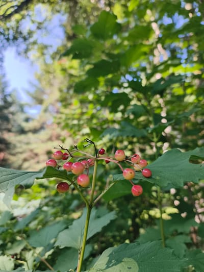 The image is a close-up, low-angle shot of a cluster of red berries on a branch, set against a blurred background of green foliage and a dappled blue sky. The berries are small, round, and appear to be ripening, with some showing a yellowish hue and others a deeper red. They are attached to thin, dark stems, which in turn emerge from a central stalk. A large, green leaf is prominent in the foreground, partially obscuring the berries. The background suggests an outdoor, natural environment, likely a forest or park, with sunlight filtering through the leaves, creating bright highlights and soft shadows. There are no people or identifiable structures visible in the image. The location is stated as Катунь, Russia, which is a settlement in the Altai Republic.