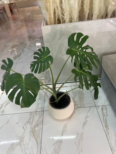 A high-angle shot depicts a potted Monstera plant situated in the corner of a room. The plant, with several large, deeply lobed green leaves, is potted in a white, textured, spherical container. The plant sits on a light-colored, marble-patterned tiled floor. Part of a beige sofa is visible near the plant, and in the background, there's a reflection on a glass table. The environment appears to be a residential interior. The location is Аксукент, Kazakhstan.