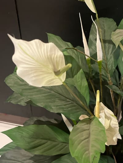 A close-up captures a cluster of peace lilies against a dark background. The white, spade-shaped spathes of the lilies are prominent, with one facing directly towards the viewer. The spadix is visible within the spathe. Glossy, dark green leaves surround the lilies, providing a contrast to the white blossoms. The scene is well-lit, highlighting the texture and shape of the plants.