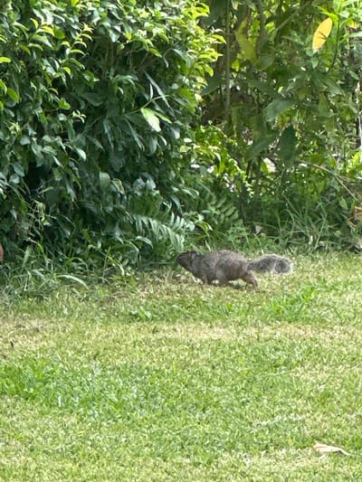 A squirrel is depicted in the image. It appears to be transitioning from dense foliage on the left side of the frame to a patch of lawn on the right. The scene is outdoors, characterized by greenery. There are no people visible. The specific location in San Miguel Acapantzingo, Mexico, cannot be determined from the image alone.