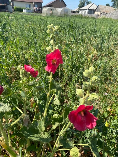 A low-angle, eye-level shot captures a cluster of vibrant magenta hollyhock flowers in full bloom against a backdrop of lush green foliage and a rural village. The flowers, with their crinkled petals and prominent stamens, are the primary subjects, drawing the viewer's eye with their bold color. Several buds are visible on one stalk, hinting at more blooms to come. In the background, several small houses with pitched roofs, some appearing weathered, are nestled amongst trees. A greenhouse, made of clear plastic sheeting and a metal frame, is situated to the left of the houses. A wooden fence runs along the edge of the property, separating it from the expansive field of greenery. The scene suggests a warm, sunny day in the village of Mamontovo, Russia, likely during the summer blooming season.