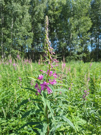 This is a medium-angle, eye-level, full shot of a tall pink-flowered plant in the foreground. The plant is in focus, with the background of a grassy field and trees slightly out of focus. The field is full of green plants with some smaller pink flowers scattered throughout. Behind the field is a dense forest of green trees. The sky is visible through the trees, and it appears to be a clear, blue sky. The image was taken in Velikovo, Russia, based on the metadata. The lighting suggests it is daytime, likely mid-day given the brightness and clear sky. There are no people or animals visible in the image.