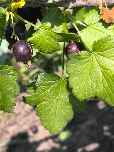 A close-up, sunlit outdoor shot features a branch of gooseberry bushes with ripe, dark purple berries and vibrant green leaves. The berries are round and plump, with some exhibiting a reddish sheen where the sunlight catches them. The leaves are lobed and veined, with a slightly fuzzy texture, some appearing dewy. A single yellow flower is visible at the top left. The background is softly blurred, showing earthy ground and hints of more foliage, suggesting a garden or natural setting. The location is identified as Dobrogea Veche, Moldova.