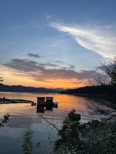 The image depicts a sunset over a large body of water in Brosh, Bulgaria. The sky transitions from light blue with sparse white clouds and numerous small dark specks (likely insects) in the upper half, to intense orange, yellow, and subtle pinks near the horizon where the sun is partially visible. Layers of darker grey and purple clouds are present in the mid-sky.
The expansive water surface reflects the sunset colors, displaying strong orange and yellow hues closer to the foreground and darkening to purplish-blue further out. The water exhibits a rippled texture.
In the mid-ground, a long chain of dark, silhouetted mountains spans the distant horizon. Floating structures are visible on the water: on the left, several rectangular platforms are arranged in rows, possibly for aquaculture. In the center-right, two small, yellowish floating structures (likely cabins or sheds) are present, with a small white boat docked beside one. Their reflections are distinct in the water.
The right side of the frame is dominated by the bare branches of a large tree, with some sparse green leaves, and dense foreground vegetation consisting of white wildflowers and various green bushes. A smaller green plant also extends into the lower-left foreground, touching the water. No human figures or large animals are discernible.