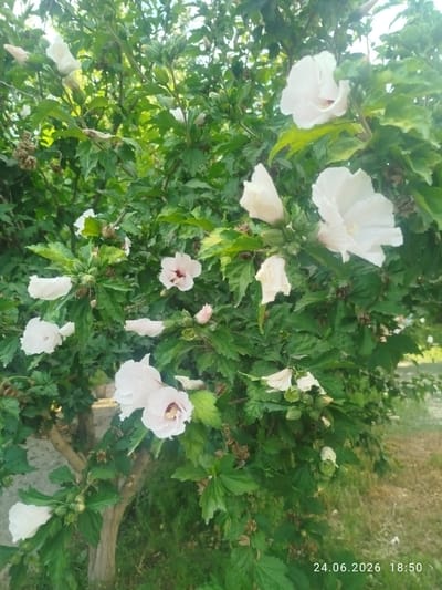 This image depicts a close-up view of a flowering bush with several white hibiscus flowers in bloom. The flowers are the primary subjects, with delicate petals and visible stamens. They are set against a backdrop of lush green foliage. The bush appears to be in an outdoor setting, with a hint of dry grass and soil visible in the lower right corner, suggesting a natural or garden environment. The lighting suggests it is daytime, likely late afternoon or early evening due to the warm, soft quality of the light. There is no activity taking place other than the natural growth and blooming of the flowers. A timestamp in the lower right corner reads "24.06.2026 18:50". The location is identified as Özgön, Kyrgyzstan. The overall mood is serene and natural, focusing on the beauty of the flowers.