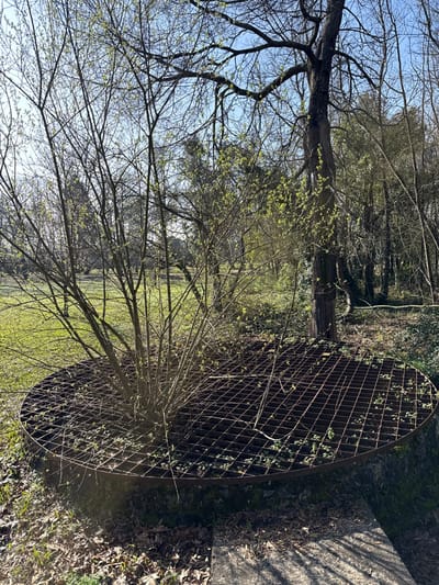 The scene depicts an outdoor vegetated area in Mealhada, Portugal, under clear daylight conditions. A circular, rusted metal grate with a square grid pattern, approximately 2 meters in diameter, dominates the foreground. This grate rests on a low, circular, moss-covered concrete or stone structure. A deciduous bush, approximately 1.5 meters tall, with multiple slender branches bearing nascent light-green leaves, grows through the central opening of the grate. The ground around the structure is covered with dried leaves and scattered small green plants. A light-grey concrete slab is partially visible on the ground in the lower right. The midground consists of a sunlit grassy expanse with various trees, some showing early leaf development, others still bare. The background features a denser collection of trees, ranging from bare to partially leafed, set against a clear blue sky. A prominent, large, dark-barked tree with extensive branches stands in the mid-right background. No individuals or active events are present.
