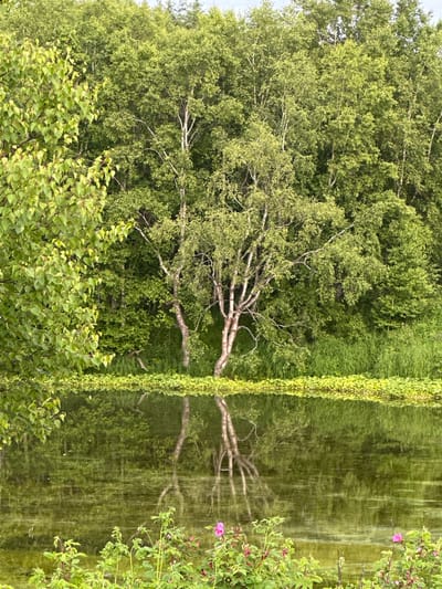 The image depicts a serene natural scene with a body of water reflecting lush green trees. In the foreground, a cluster of pink wildflowers blooms along the edge of the water. The trees, primarily birch with their characteristic white bark, create a dense backdrop. The water itself is calm, with a thick layer of green aquatic vegetation floating on the surface, further enhancing the vibrant green hues. The reflection of the trees and sky in the water adds depth and a sense of tranquility to the composition. The overall environment suggests a peaceful, unpopulated natural setting, likely a pond or a slow-moving riverbank within a forest. The specific location in Yuzhnyye Koryaki, Russia, implies a temperate or boreal climate, consistent with the presence of birch trees and abundant greenery.
