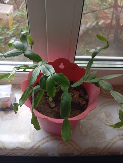 This media file shows a close-up, eye-level shot of a Christmas cactus in a pink scalloped planter. The plant is a vibrant green with segmented, flattened leaves. It is sitting on a windowsill, with a white window frame visible behind it. Outside the window, trees and foliage can be seen, suggesting an outdoor environment. The day appears to be overcast, as indicated by the diffused light. The planter is filled with dark soil. The plant is the primary subject, and there are no people present. The background shows a blurred view through a window screen, hinting at a residential setting. The overall mood is calm and domestic. No text is visible in the image. The scene is likely indoors, in a room with a window.